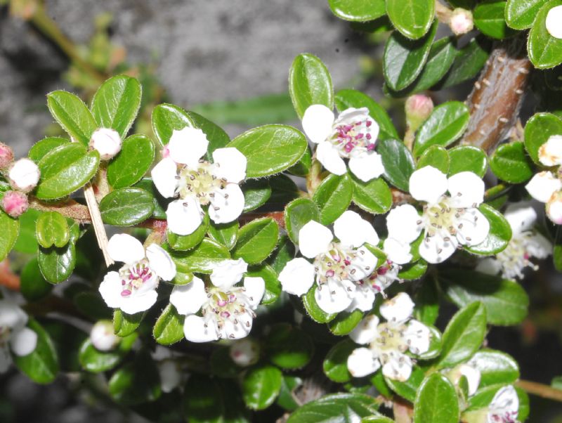 Una pianta bassa con fiori bianchi - Cotoneaster horizontalis